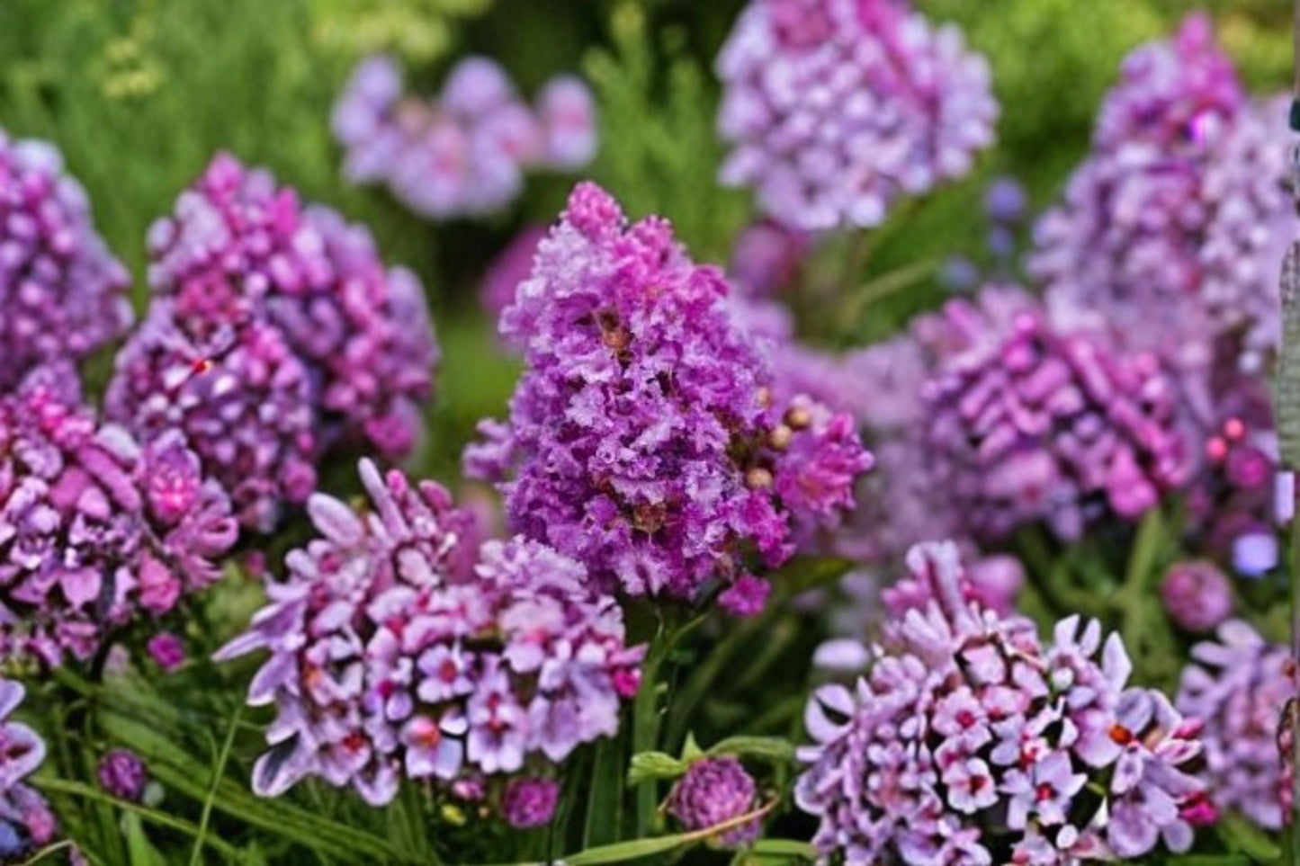 2 Live Dark Purple Crape Myrtle Plants - Rooted Bare Root Starter Plants - Lagerstroemia spp. - Flowering Ornamental Shrubs