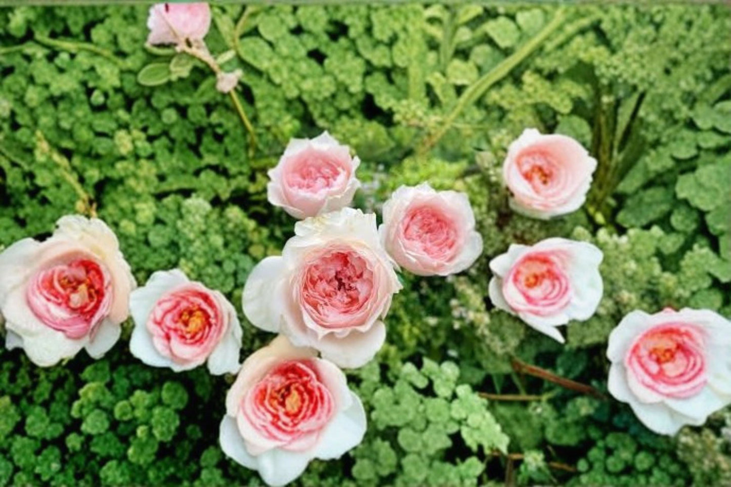 Flow Rose Live Plant - Apricot Pink Ruffled Blooms - Rosa Hybrid - Own Root Japanese Rose for Garden & Patio Containers