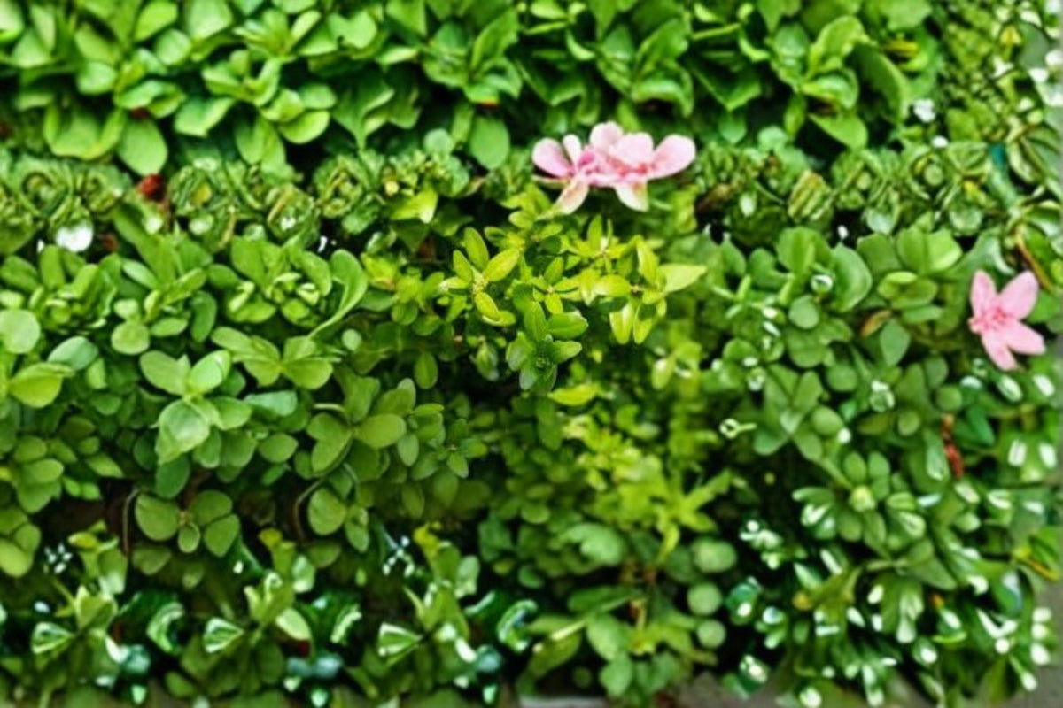Highlander Boxwood Plant - Evergreen Shrub, Buxus sempervirens ‘Highlander’, Dark Green Foliage for Hedges & Borders