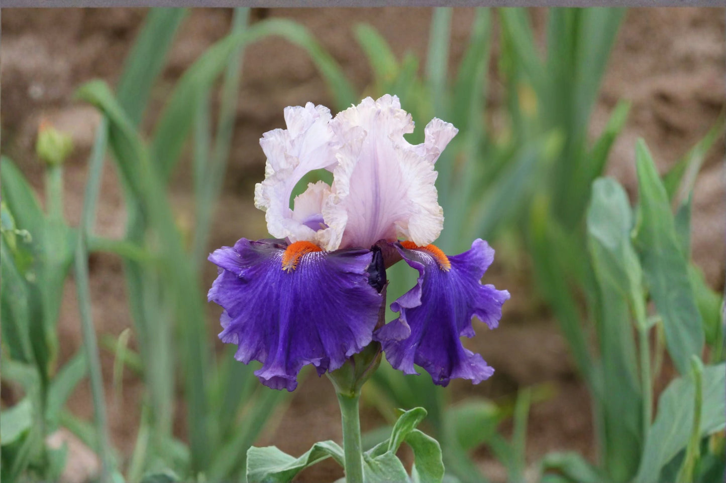You Grow Girl Iris Live Plant - Quart Container - Lavender Pink White Bearded Iris - Iris germanica 'You Grow Girl'