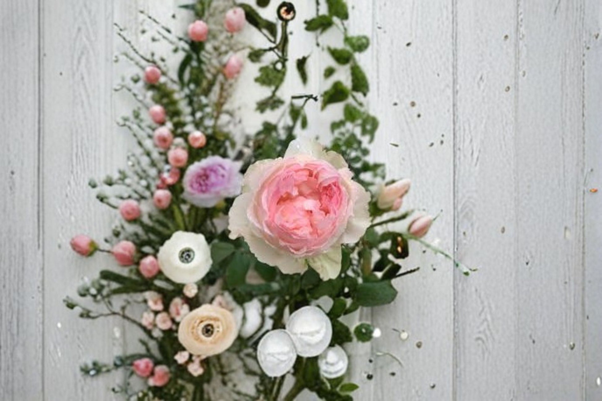 M-Perzik Rose Live Plant - Fragrant Pink Repeat Blooming Rose - Rosa hybrid - Ornamental Flowering Shrub for Gardens & Patios
