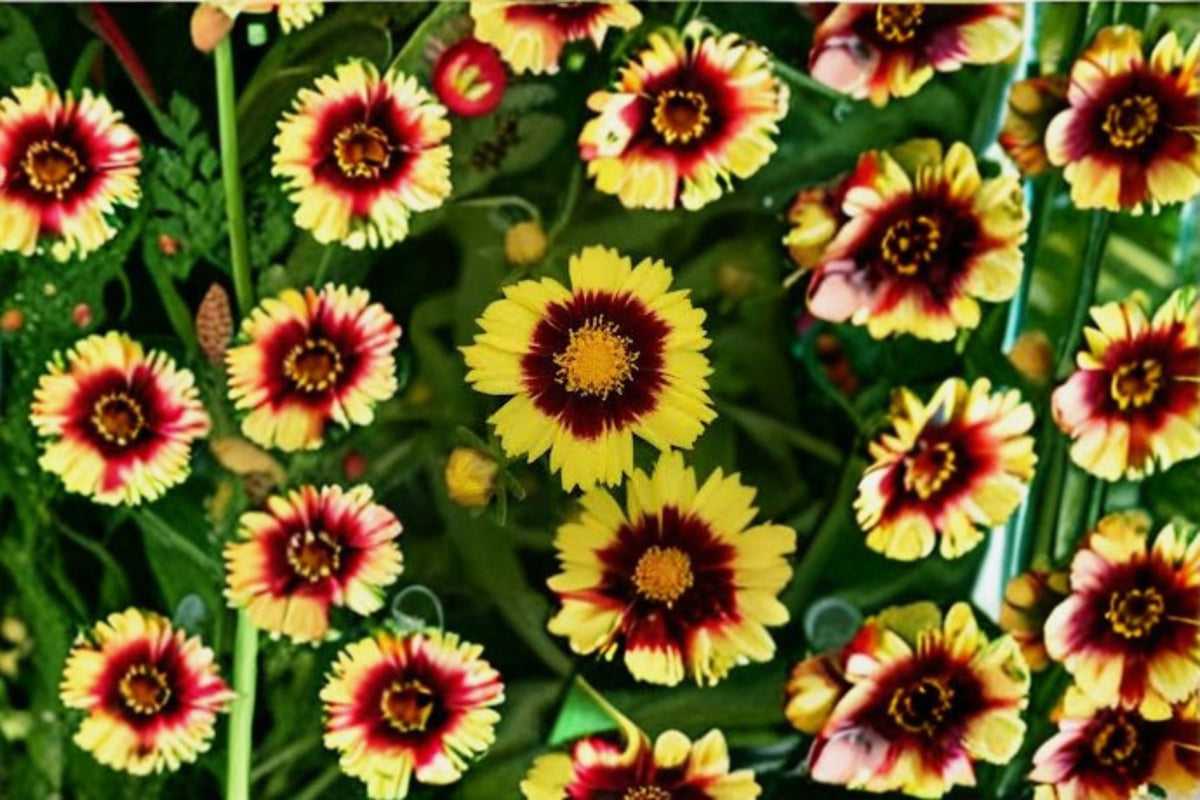 Coreopsis Tickseed Plant - Perennial Wildflower - Compact Mounding - Coreopsis spp. - Starter Plug for Garden & Pollinators