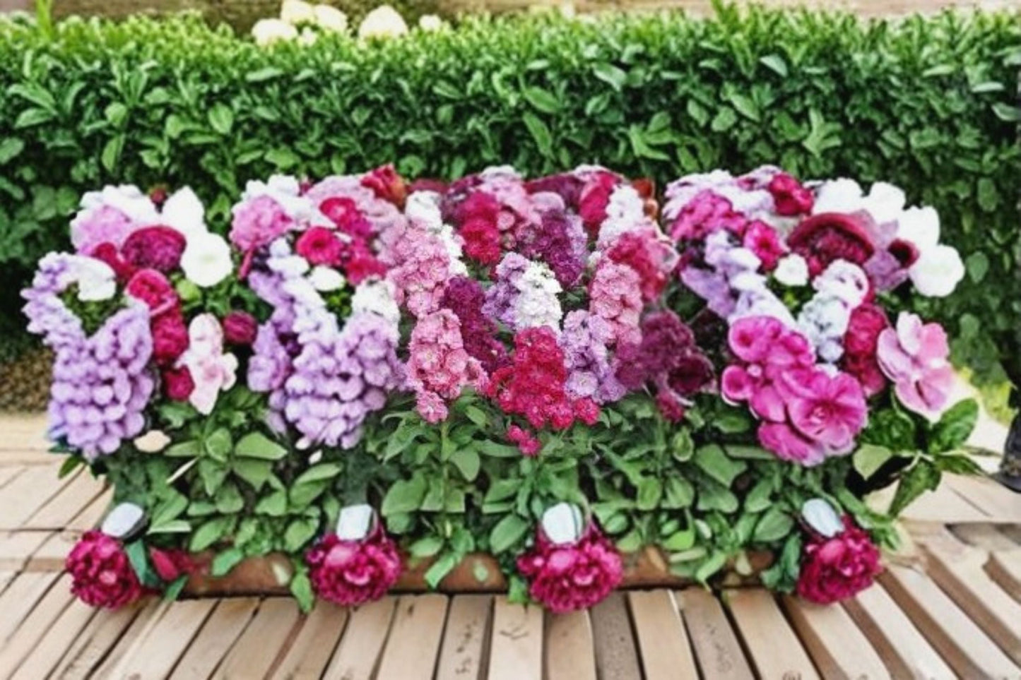 Stock Flower Plant - Fragrant Mixed Blooms - Matthiola incana - Cool-Season Flower for Garden Beds or Containers