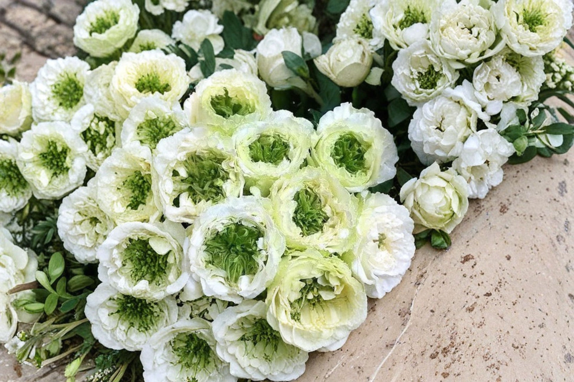 Green Heart Rose Live Plant - White Green Center - Rosa hybrid - Ornamental Flowering Shrub in Pot - Patio & Floral Use