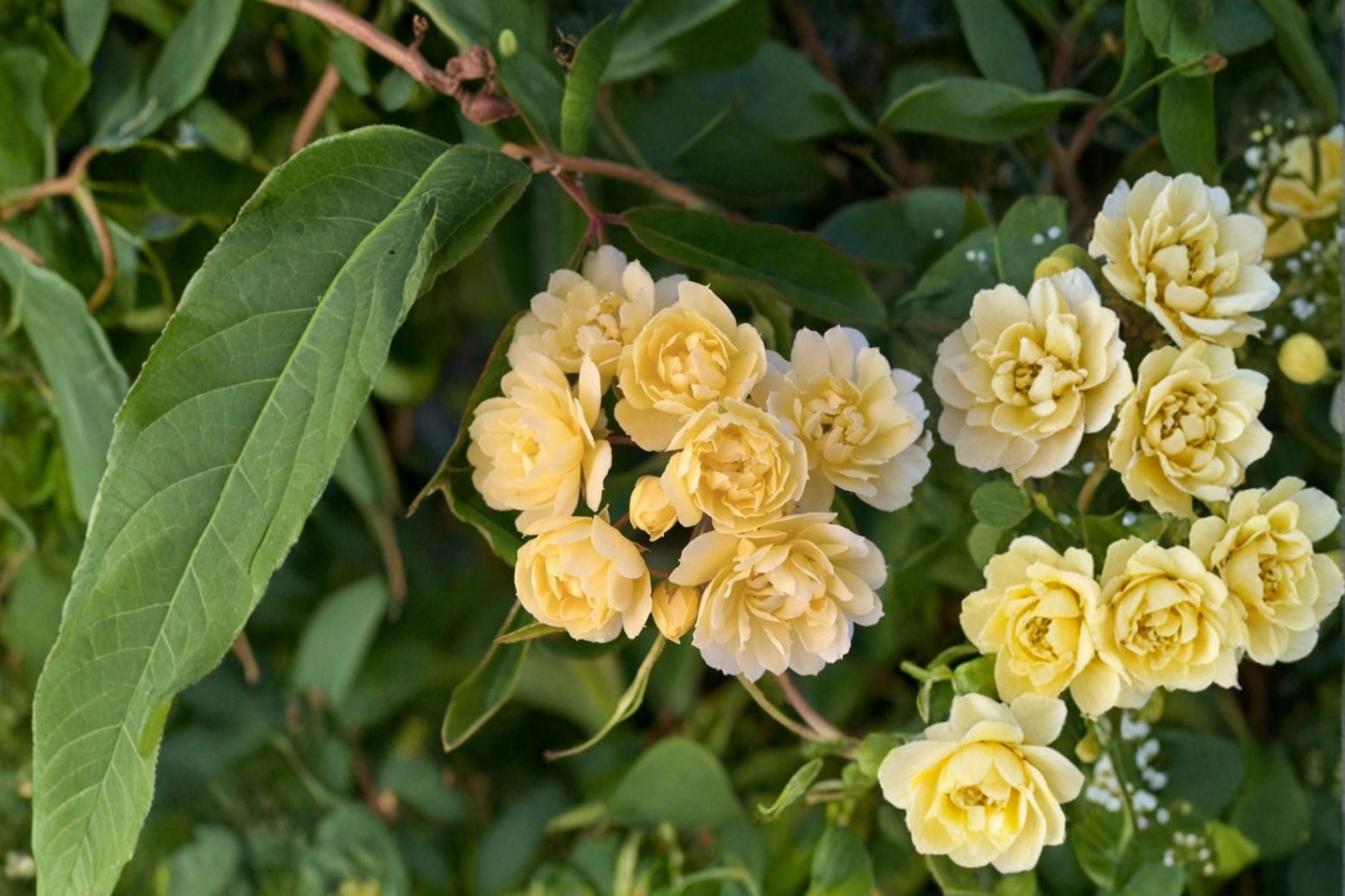 Live Lady Banks Yellow Climbing Rose Plant 1 QT Rosa banksiae 'Lutea' - Thornless, Double Pastel Yellow Flowers, Spring Bloomer