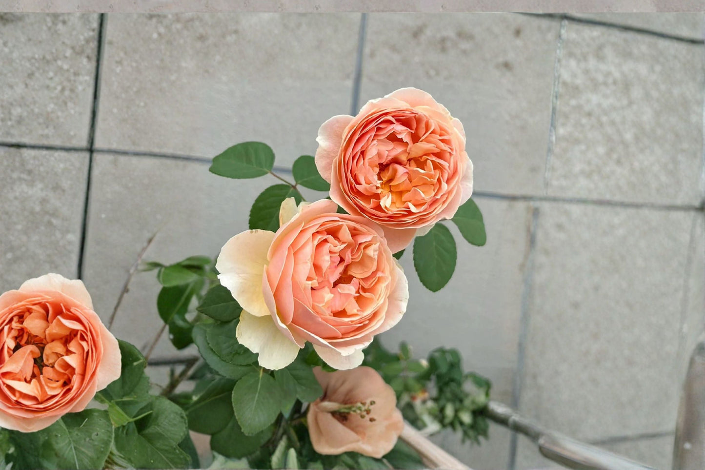 Ausjo English Rose Live Plant - Apricot Yellow Blooms - Rosa hybrid - Own Root Ornamental Shrub for Garden and Containers