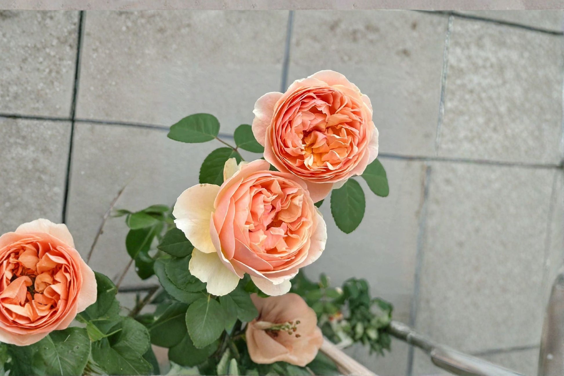 Ausjo English Rose Live Plant - Apricot Yellow Blooms - Rosa hybrid - Own Root Ornamental Shrub for Garden and Containers