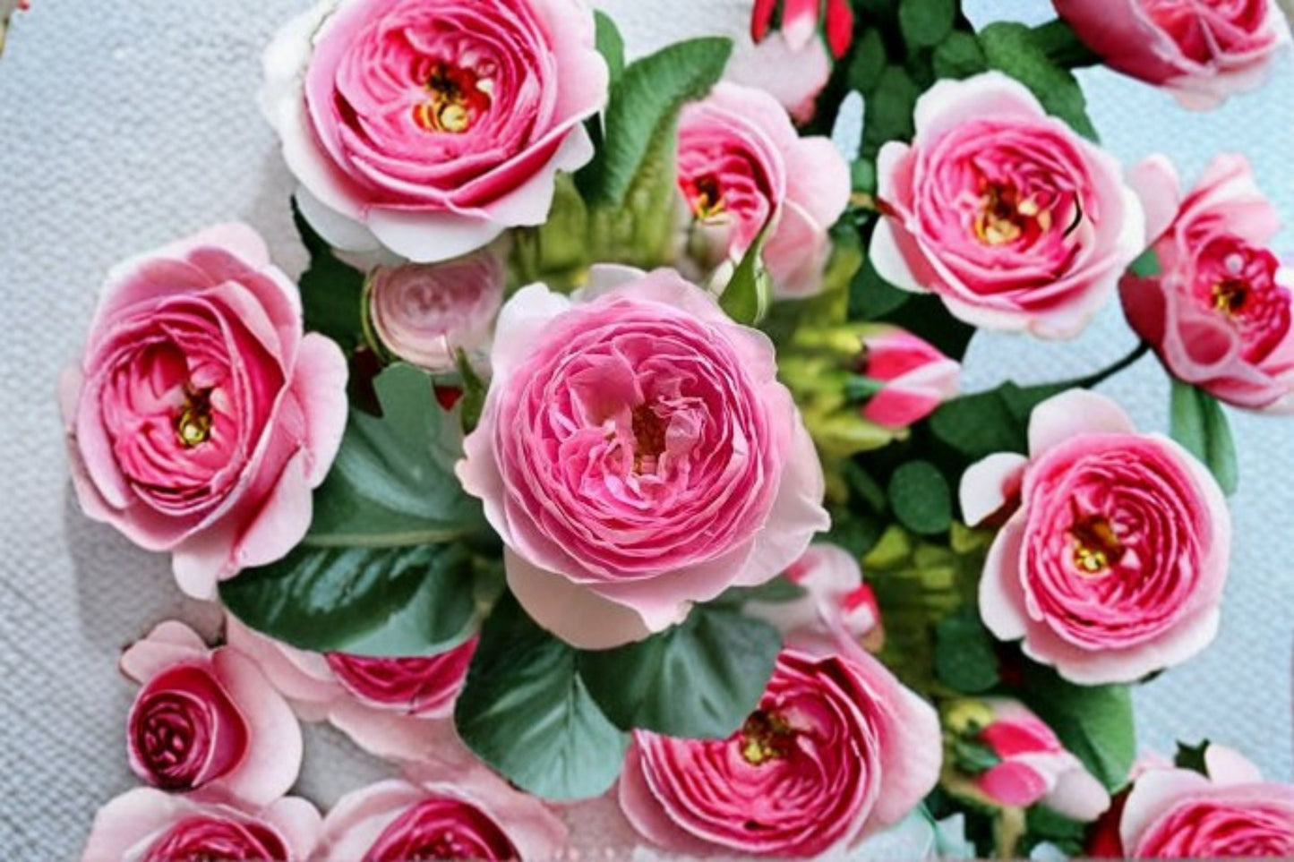 Mon Coeur Rose Live Plant – Pink Fragrant Own Root Garden Rose – Rosa Hybrid – Elegant Ornamental Shrub for Gardens