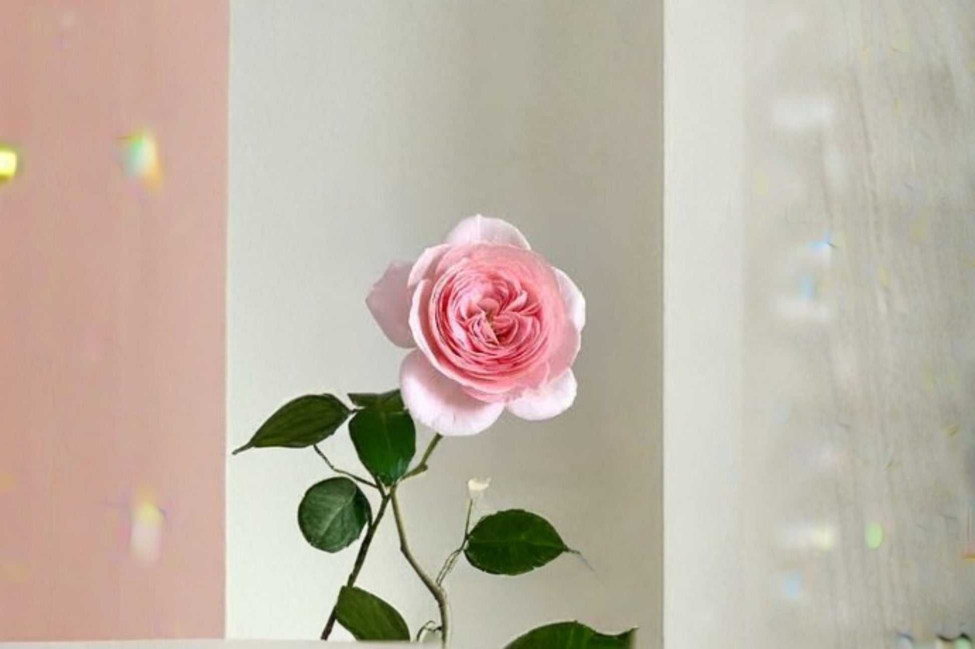 Nahéma Climbing Rose Live Plant – Fragrant Soft Pink Rose – Rosa hybrid – Repeat Blooming Perennial for Trellises and Gardens