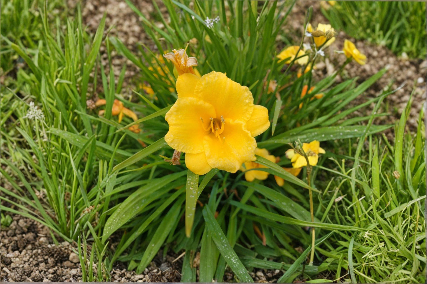 Yellow Daylily Live Plant - Bare Root Perennial Flower - Hemerocallis Hybrid - Hardy Ornamental Garden Flower