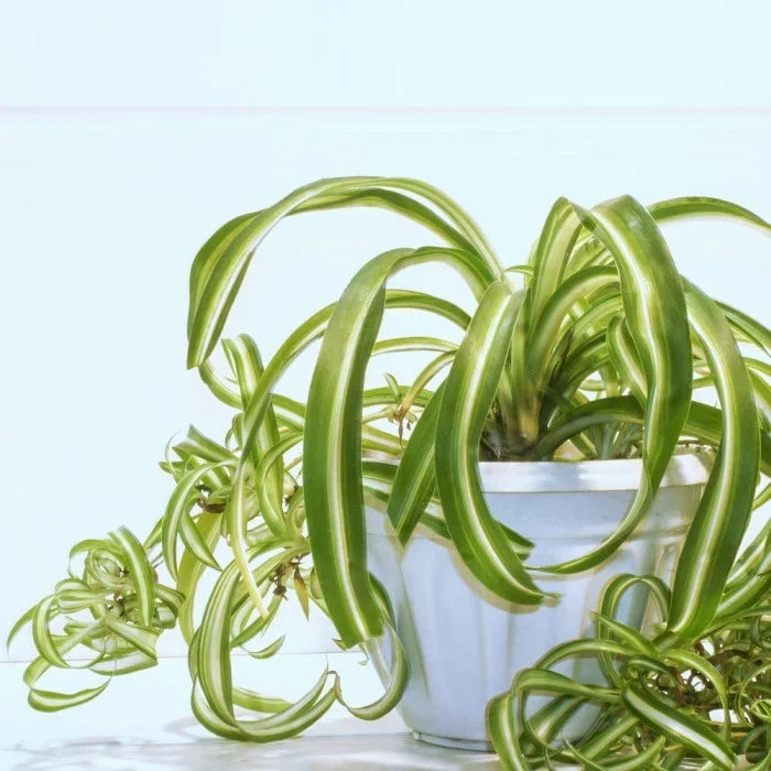 4 Rooted Curly Spider Plants - Chlorophytum Bonnie - Easy Air-Purifying Houseplants for Home & Office, Indoor Plant Decor