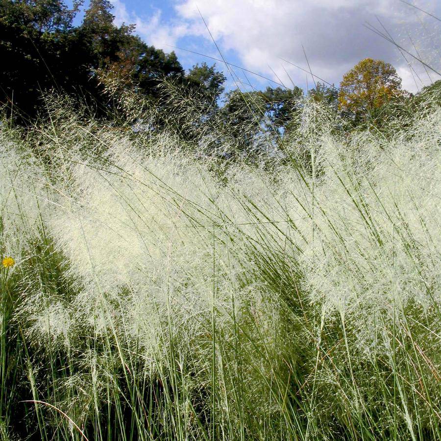White Cloud Muhly Grass 6” Pot, Drought Tolerant Ornamental Grass, White Plumes, Muhlenbergia capillaris