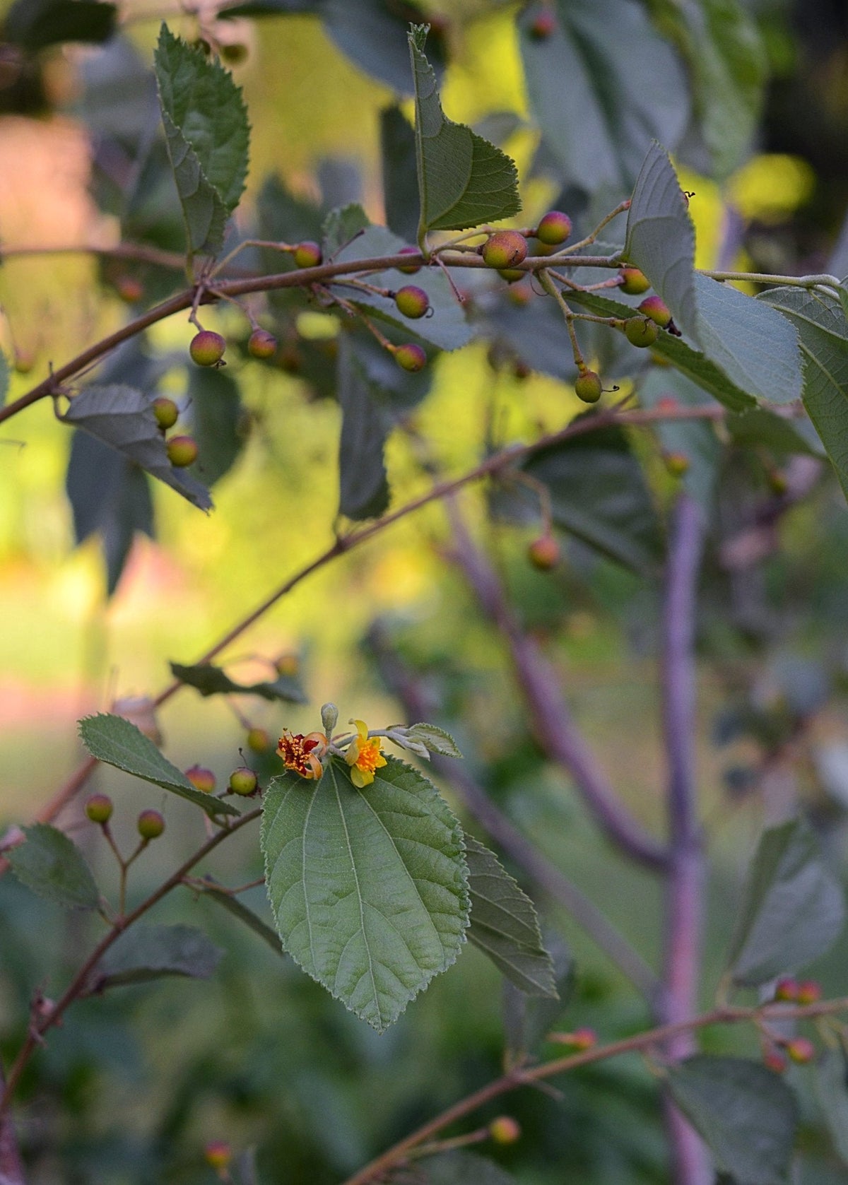 Sherbert Berry (Grewia asiatica)