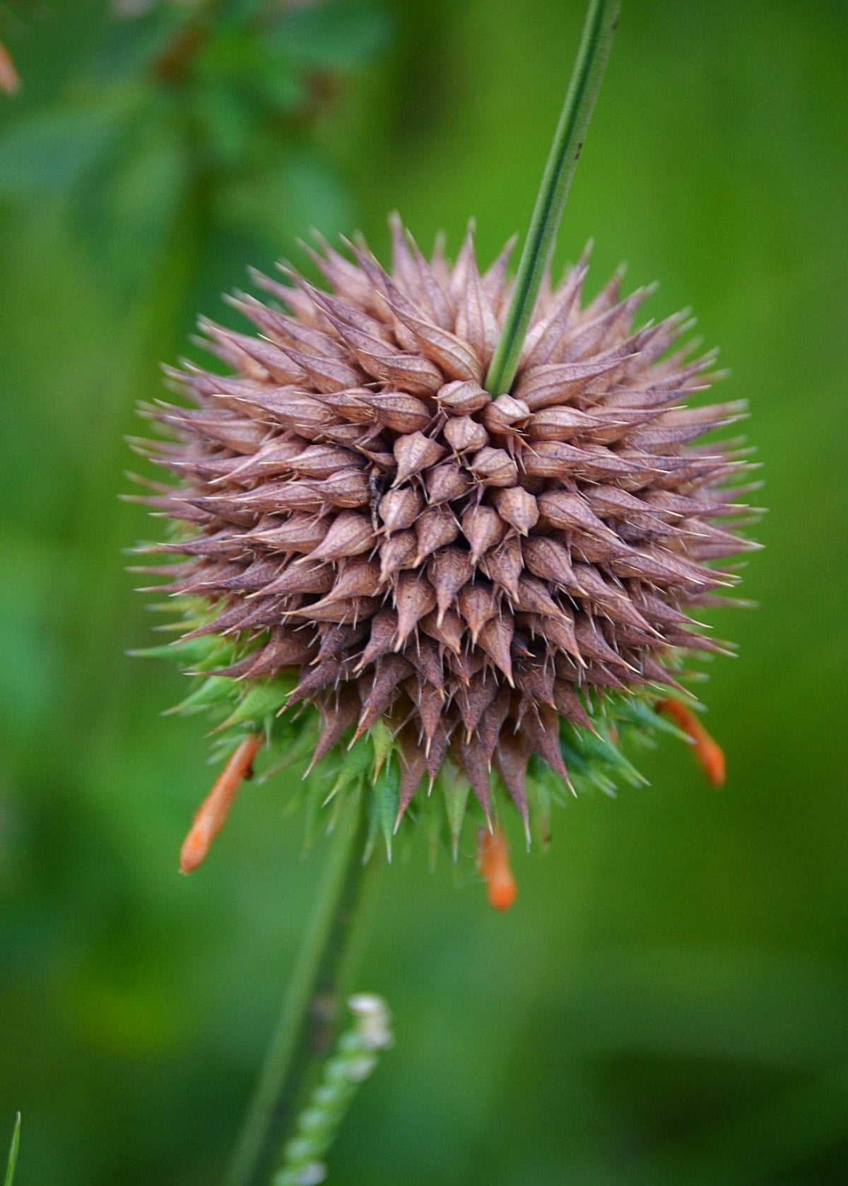 Klip Dagga (Leonotis nepetifolia)
