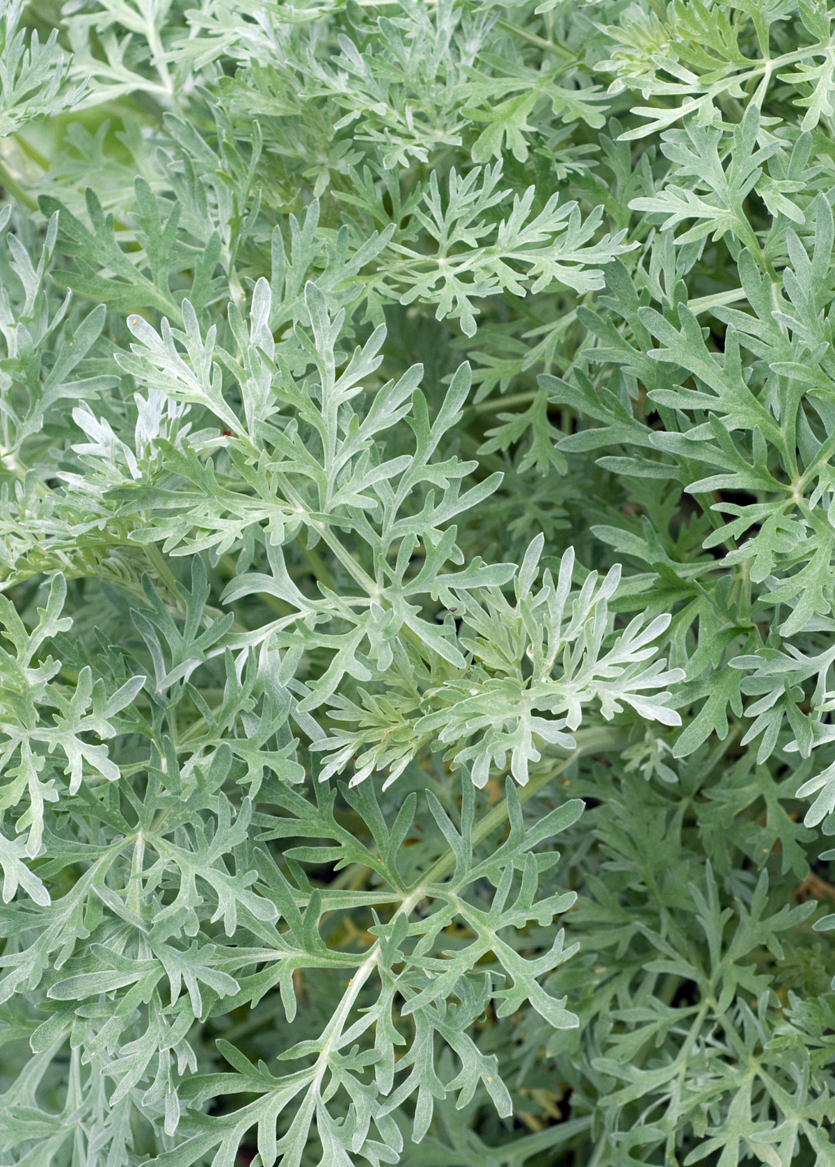 Davana (Artemisia pallens)