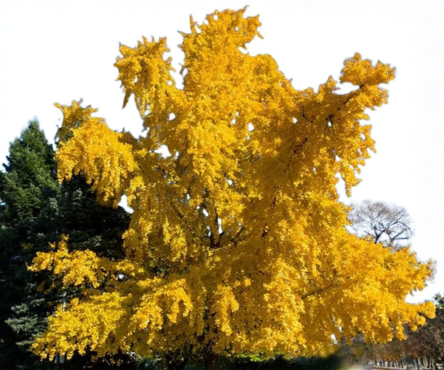 Live Ginkgo Tree Seedling - Ancient Healing Plant for Yard, Patio, or Gift - Ginkgo biloba
