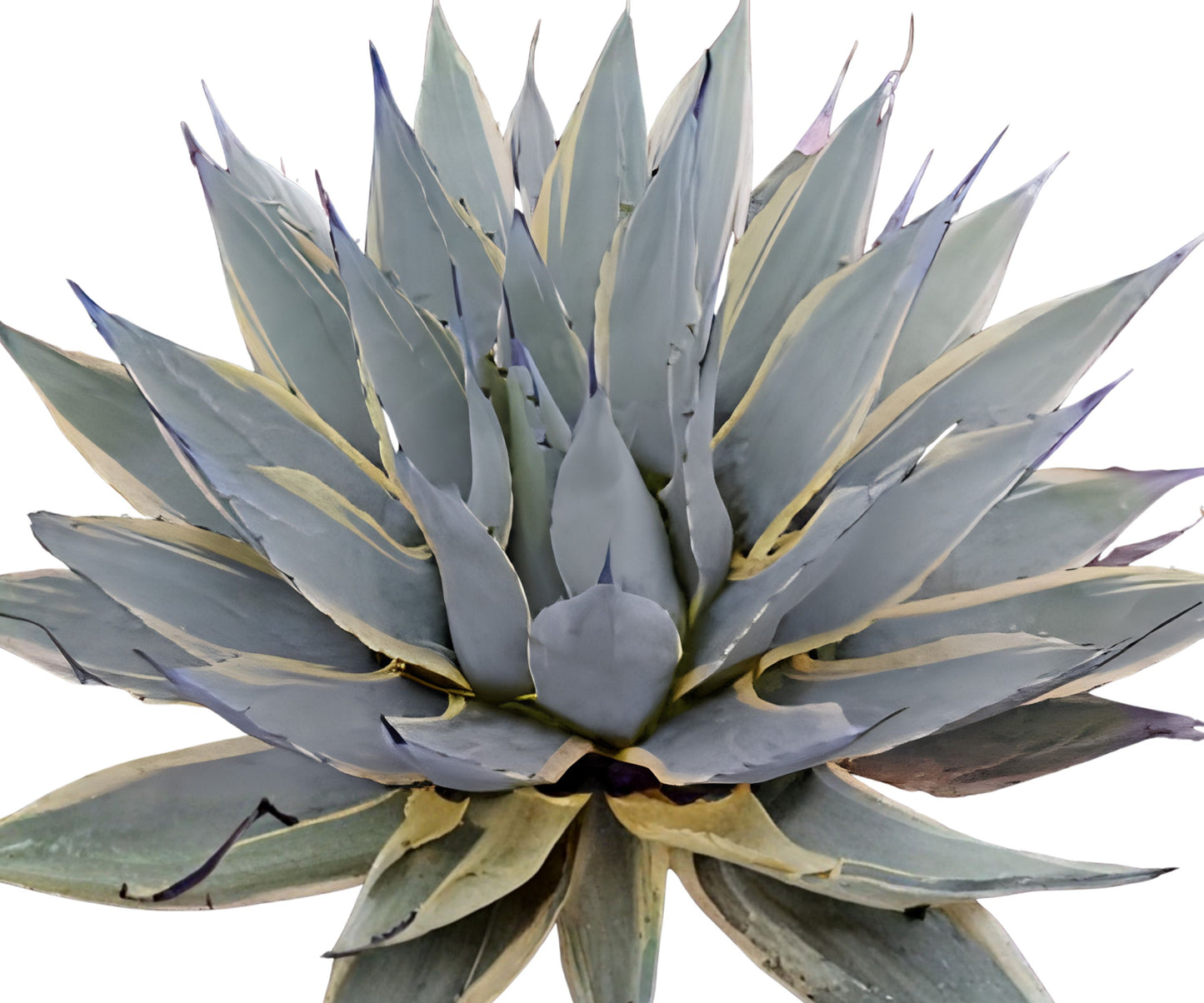 Agave Neomexicana Bare Root Plant | Desert Succulent | Drought-Tolerant Agave Variety | Ideal for Xeriscaping