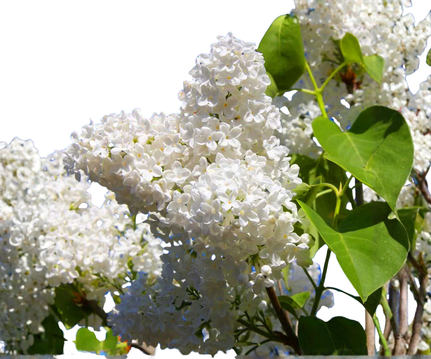 Japanese White Lilac Tree Seeds | Cold Hardy Flowering Plant | Perfect for Butterflies & Hummingbirds | Syringa reticulata