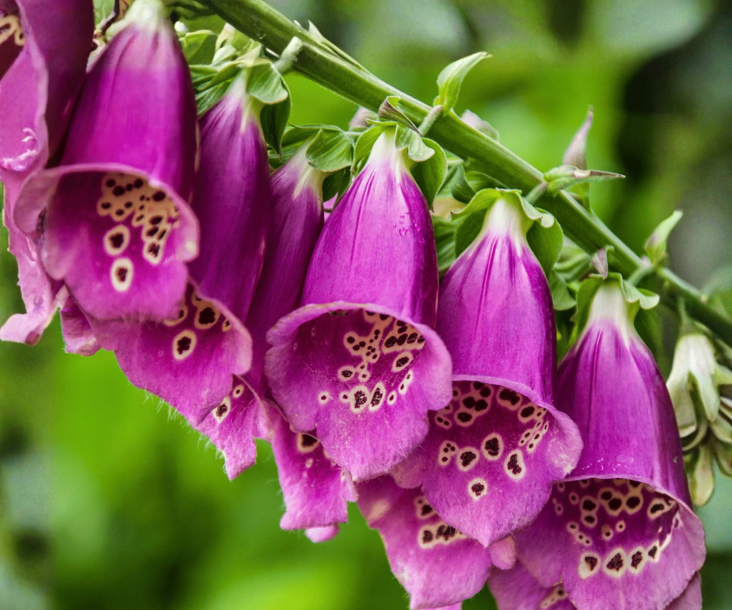 Foxy Mix Foxglove Seeds | 200-4,000 Non-GMO Seeds | Digitalis purpurea | Free Shipping