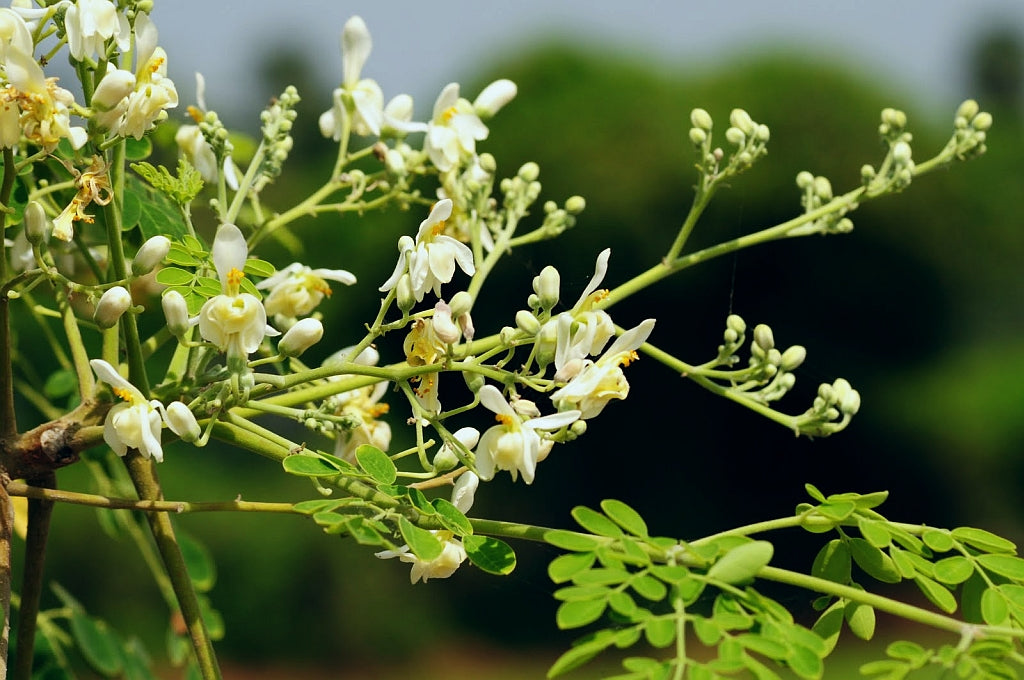 Moringa Cuttings 4 Pack - Fresh Unrooted Moringa Oleifera, Drumstick Tree, Miracle Tree for Easy Propagation and Gardening