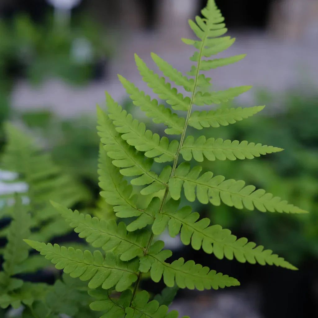 Set of 5 Bare Root Leatherwood Ferns | Dryopteris marginalis | Hardy Native Woodland Shade Perennial | Deer Resistant
