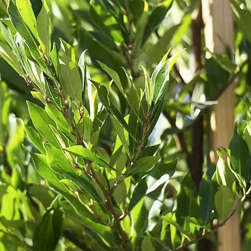 20 Cherry Laurel Cuttings | Fresh Unrooted Starts | Organic Prunus laurocerasus | Fast-Growing Hedge Shrub for Privacy