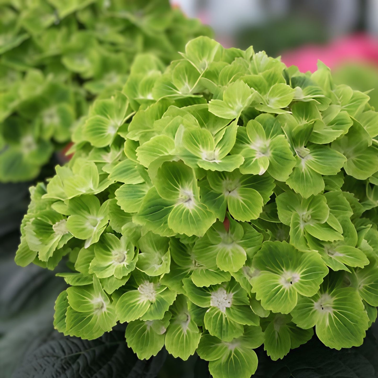 Chiffon Dream Hydrangea Seeds - 85 or 250 Non-GMO Flower Seeds - Hydrangea macrophylla