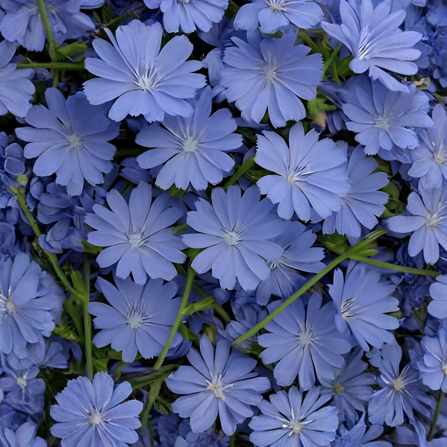 Chicory Seeds - Non-GMO, Heirloom Variety - Cichorium intybus - Organic Seed Store