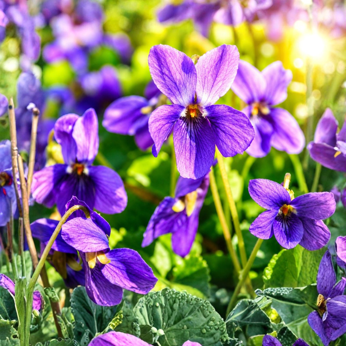 Perennial Sweet Violet Flower Seeds - 300+ Non-GMO Mixed Seeds for Planting Outdoors - Viola odorata