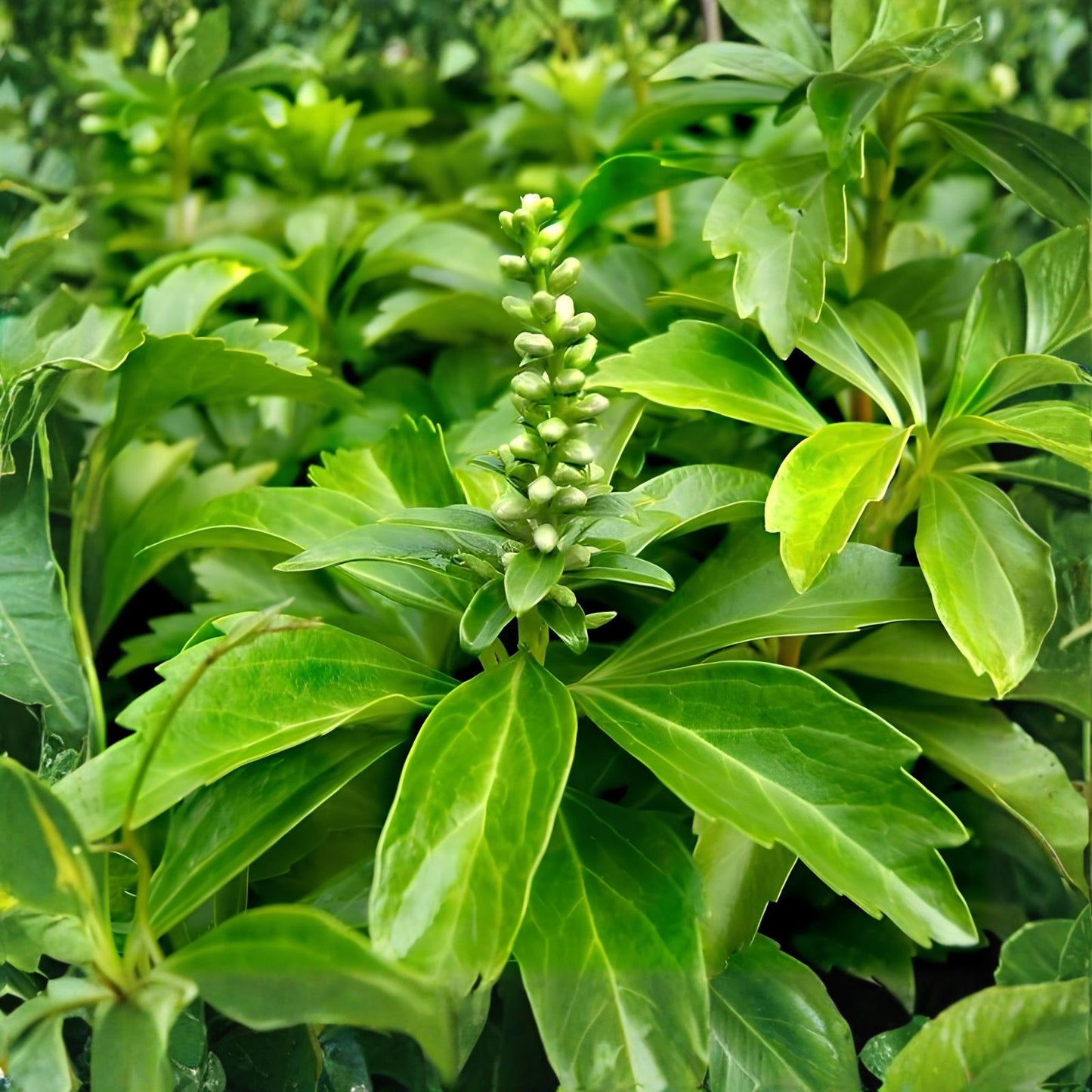 Pachysandra Ground Cover Plants - 100 Organic Evergreen Thick Green Carpet - Shade Tolerant (Pachysandra terminalis)