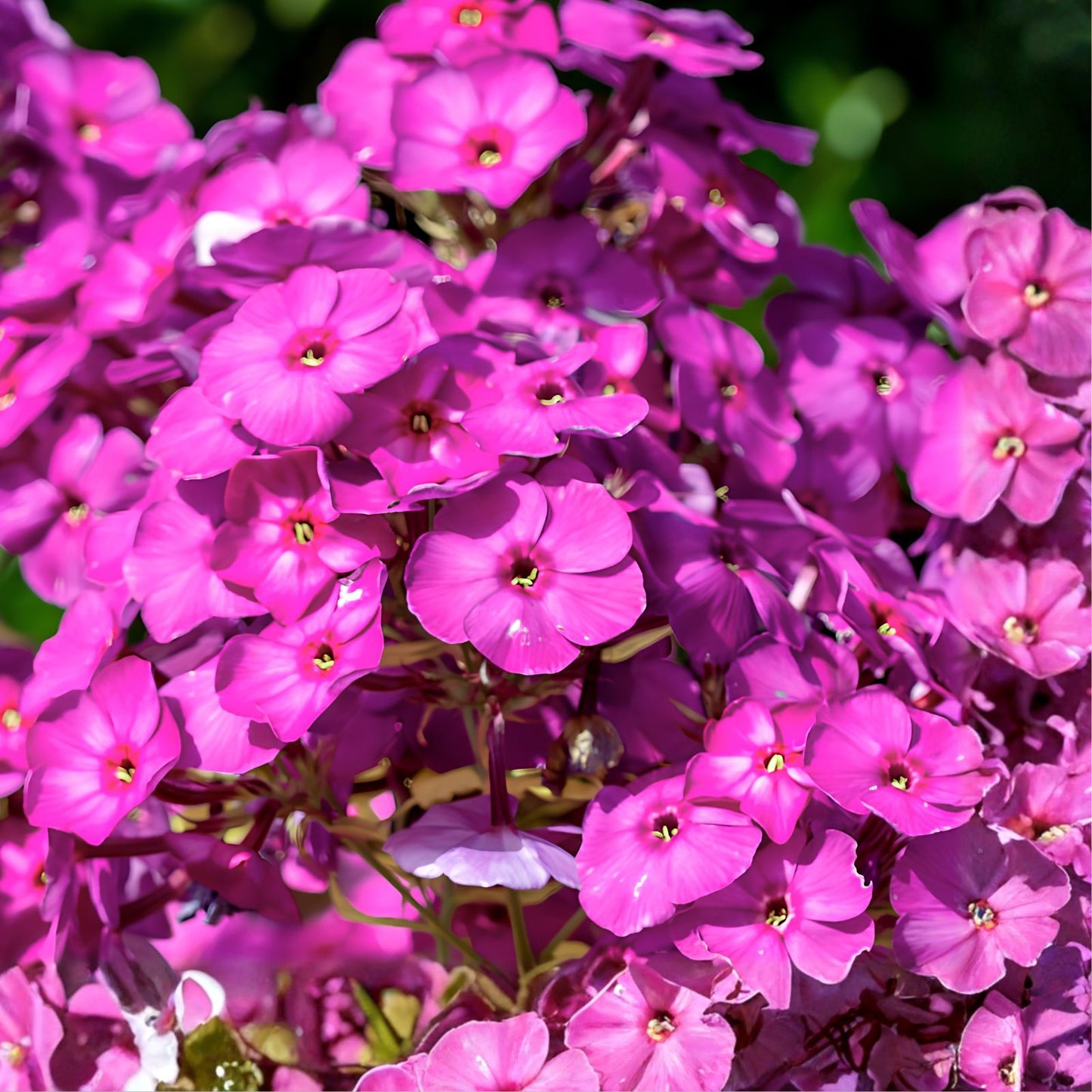 Phlox Seeds - 125 Seeds - Azure Beauty - Annual Flower Seeds for Garden - Phlox paniculata
