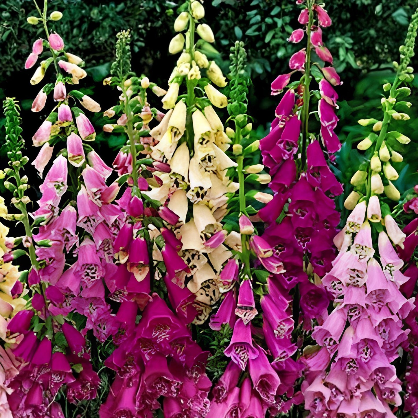 Apricot Beauty Foxglove Seeds - Non-GMO Flower Seeds - Digitalis purpurea - Free Shipping