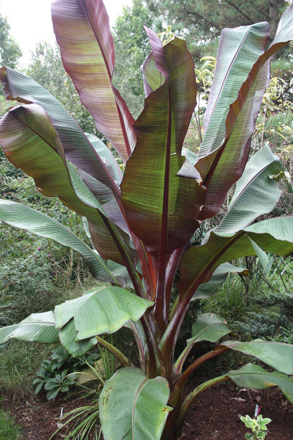 Live Ensete maurelii Plant | Red Abyssinian Banana | Cold Hardy Tropical Ornamental | Fast Growing Foliage