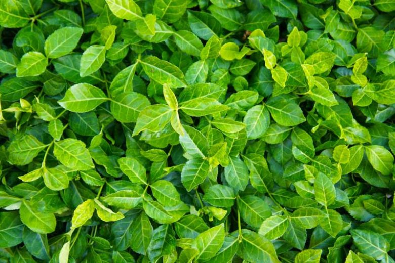 25 Live Purple Wintercreeper Plants – Euonymus Fortunei ‘Coloratus’ Bare Roots, Evergreen Ground Cover for Shade or Sun