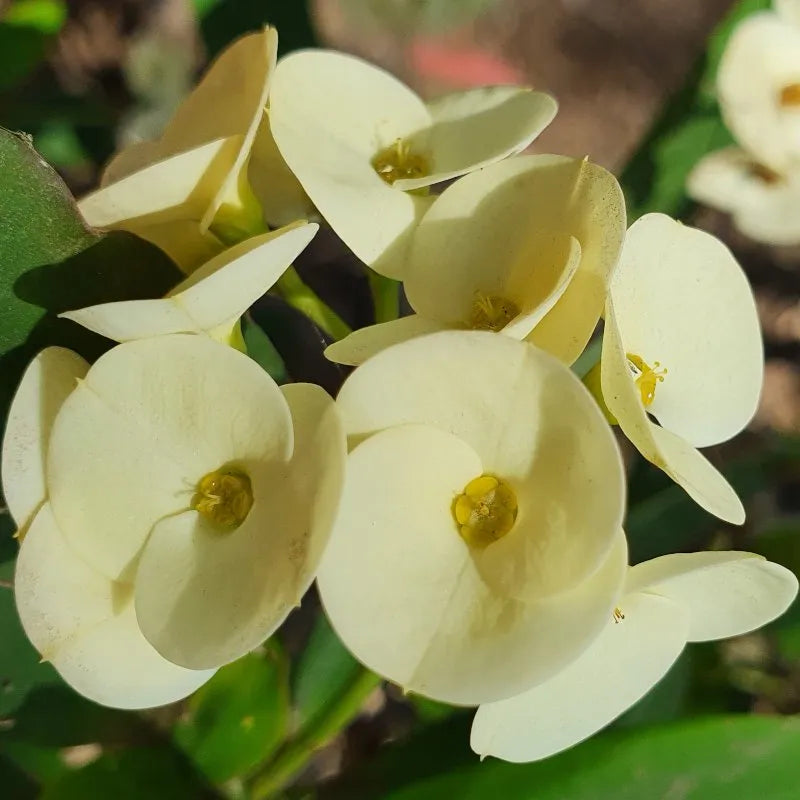 Large-Flower White Crown of Thorns Cutting | Euphorbia milii | Live Unrooted Succulent Stem for Propagation