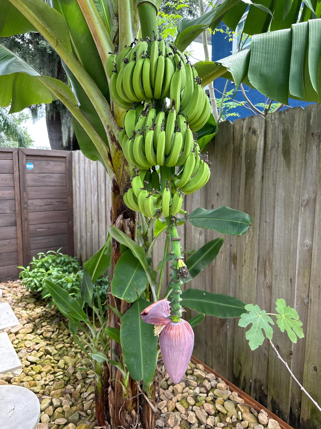Dwarf Cavendish Banana Plant – Live Edible Fruit Plant – Compact Tropical Variety – Musa acuminata