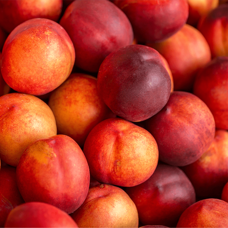 Rare Sweet Nectarine Cuttings - 3 Fresh Cuttings for Rooting or Grafting | Prunus persica Heirloom Variety