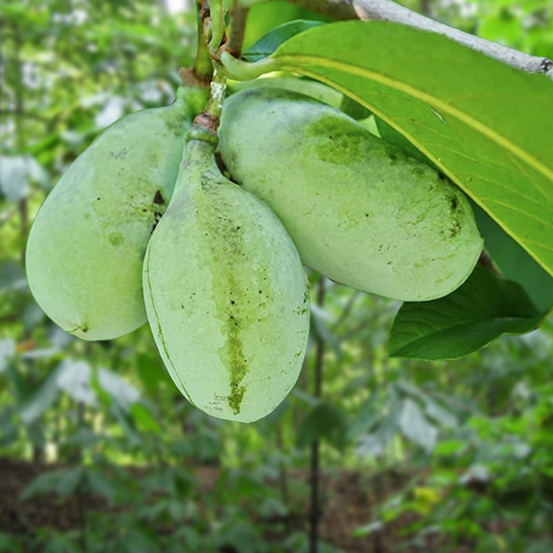 Live Pawpaw Tree 1–2 Ft Bareroot | Asimina triloba | Rare Native Fruit Tree with Tropical Flavor | Pollinator-Friendly