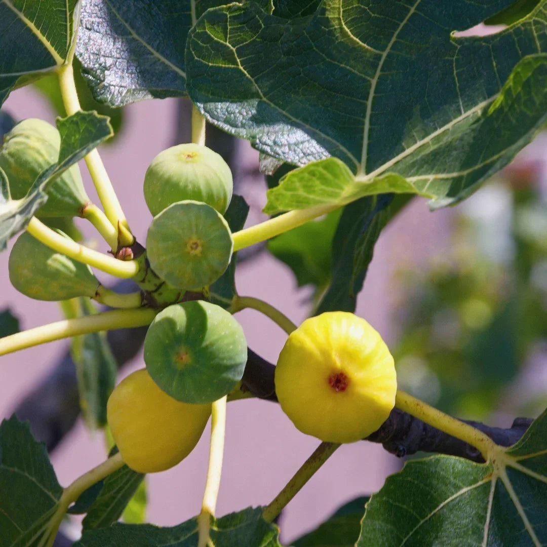 Green Ischia Fig Cuttings - 2 Unrooted 6-8" - Rare Heirloom Ficus carica with Strawberry Flesh - Easy Propagation & Sweet Fruit