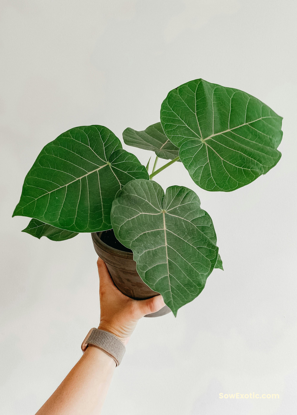 Rock Fig (Ficus petiolaris)