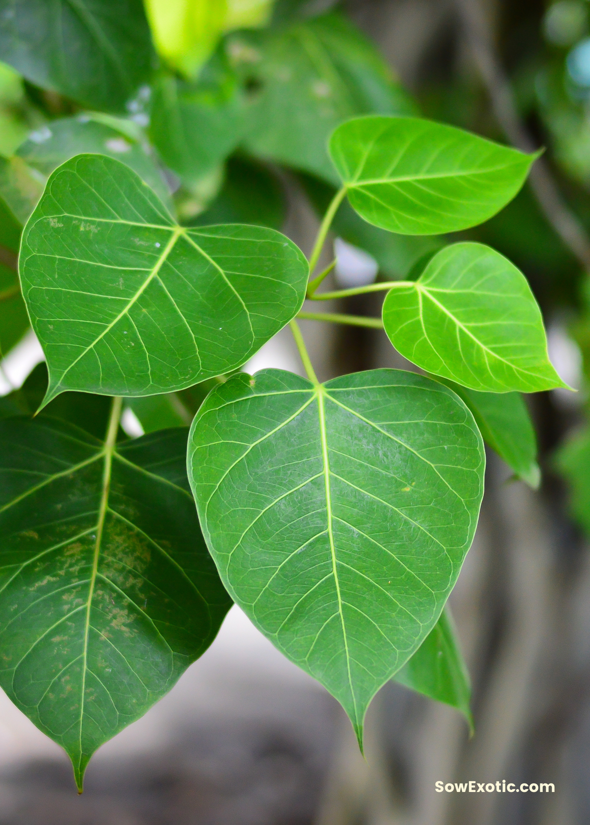 Rock Fig (Ficus petiolaris)