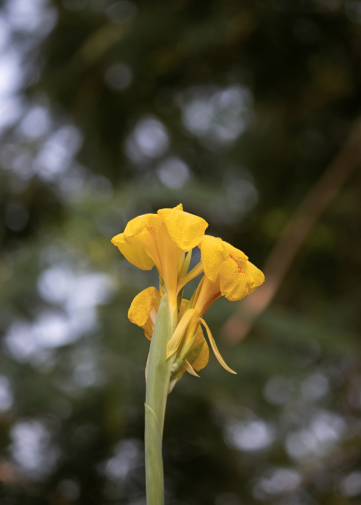 Golden Canna (Canna flaccida)