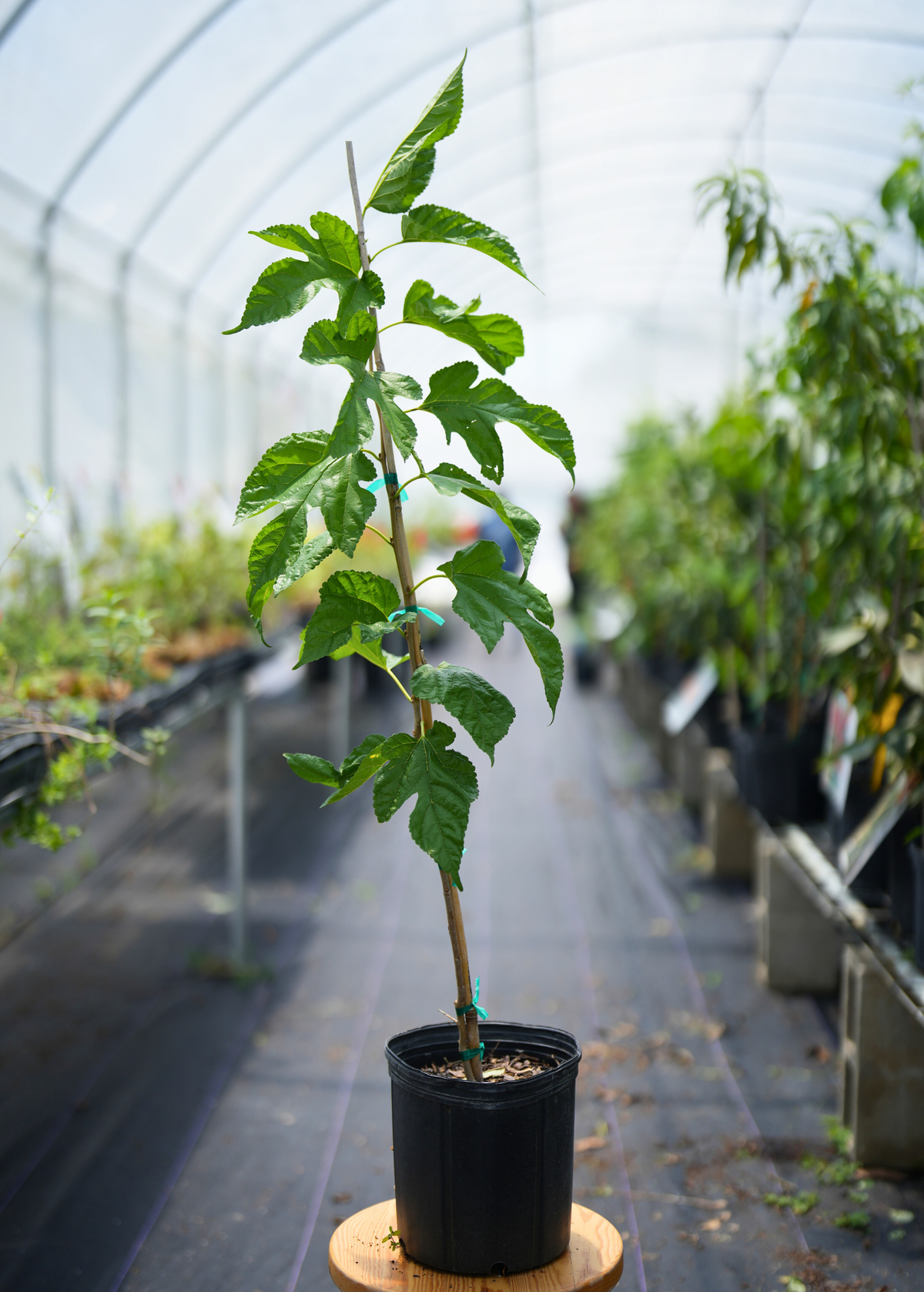 Mulberry 'Florida Native' (Morus nigra)