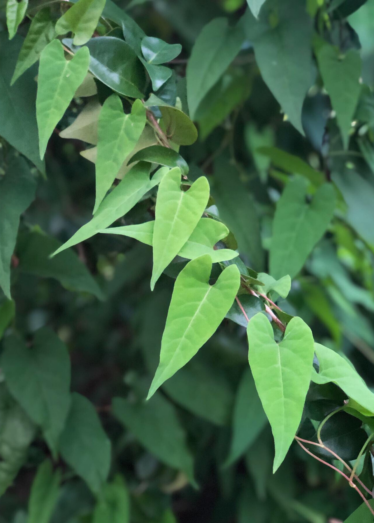 Fo-Ti, He Shou Wu (Polygonum multiflorum)