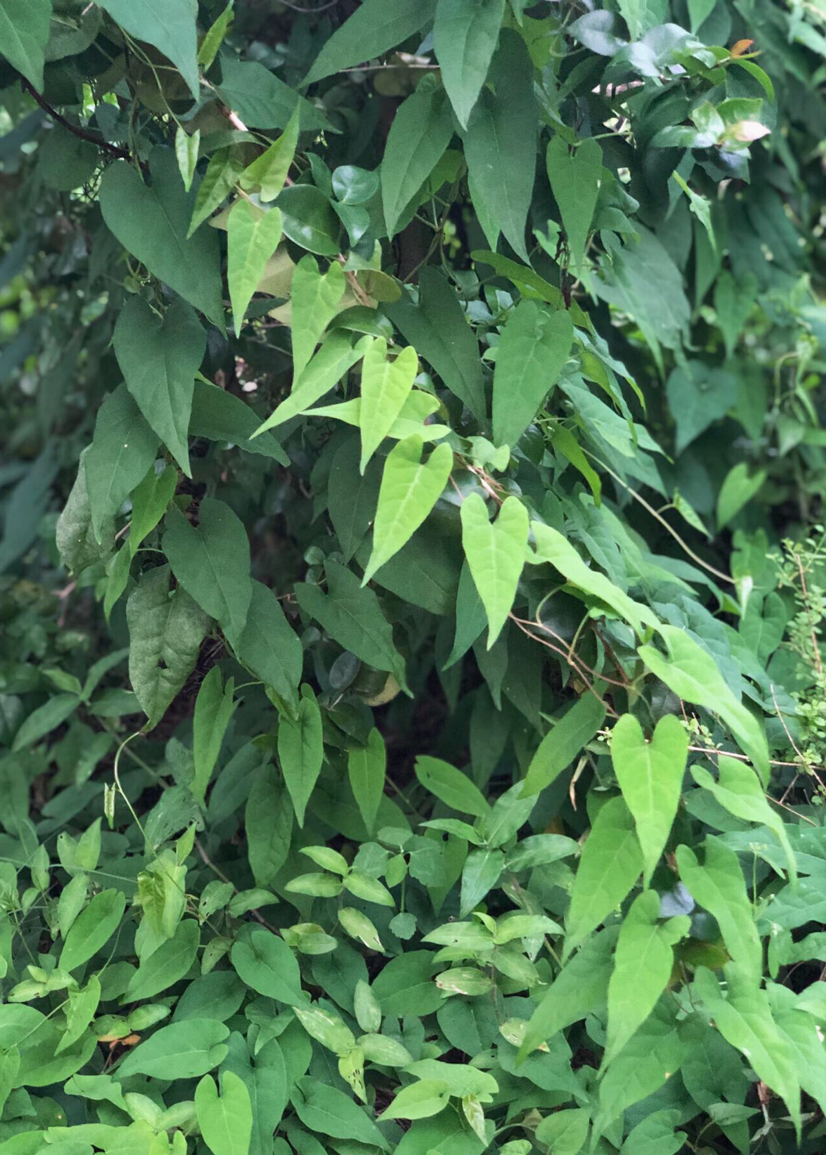 Fo-Ti, He Shou Wu (Polygonum multiflorum)