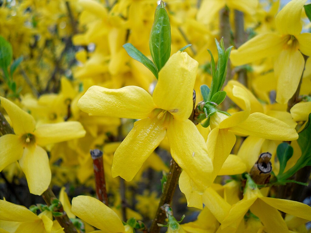 12 Forsythia Cuttings 6–8" Unrooted – Hardy Yellow Flowering Shrub for Propagation – Forsythia x intermedia