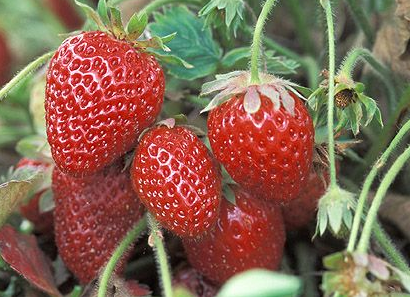 Everbearing Strawberry Plants - 10 Bare Root Ft. Laramie - Cold Hardy, Disease Resistant - Sweet Berries for All Seasons