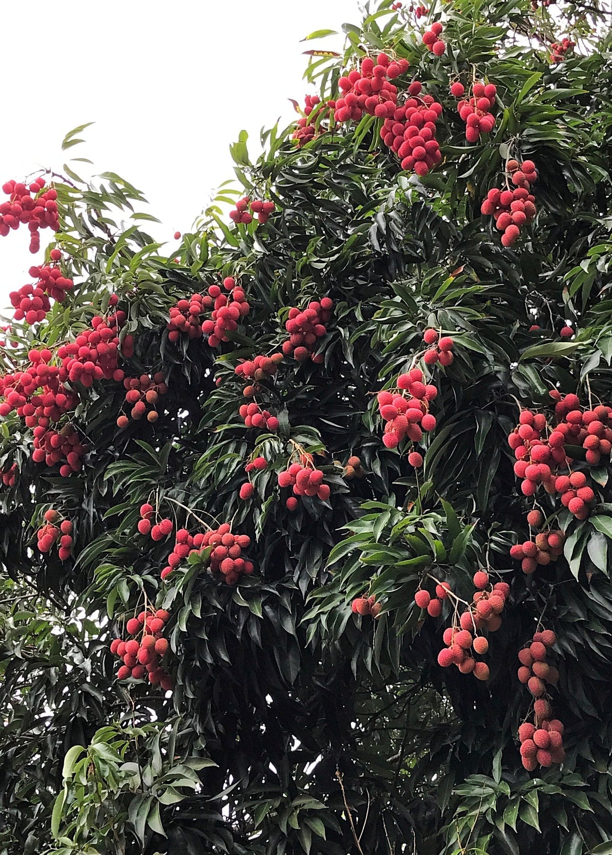 Lychee 'Mauritius' (Litchi chinensis)