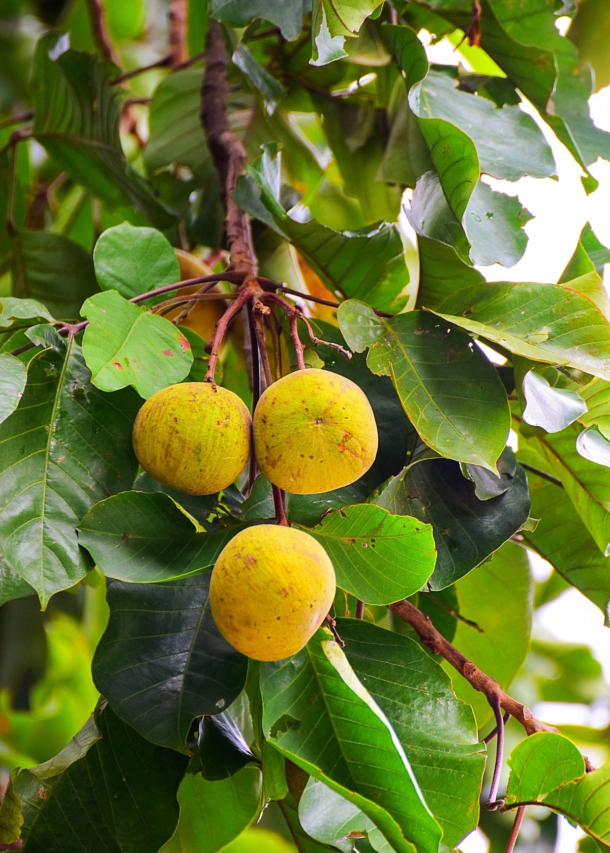 Santol (Sandoricum koetjape)
