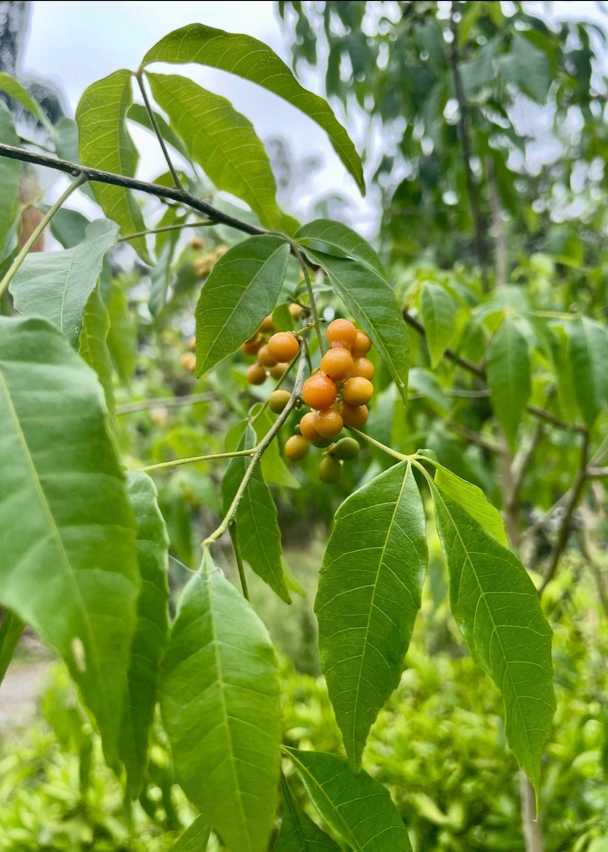 Chal Chal (Allophylus edulis)